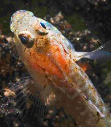 Some sort of goby.. - taken from a wreck located around t... by Malcolm Nimmo 